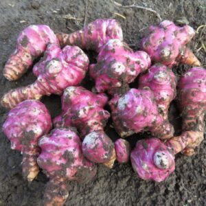 Bio Topinambur