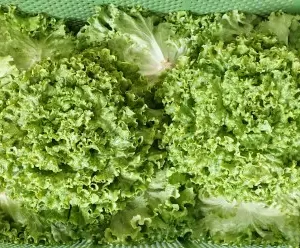Bio Batavia grün