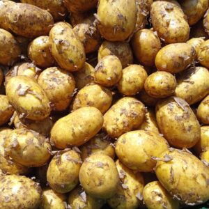 Bio Heurige (Frühkartoffeln)