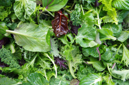 Bio Asia Salat Mizuna Bunt