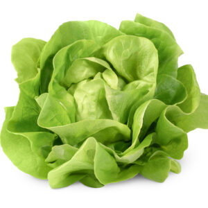 Bio Kopfsalat