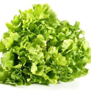 Bio Endiviensalat