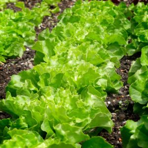 Bio Kopfsalat