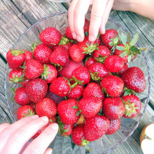Die Brandenstein-Erdbeeren sind da :)