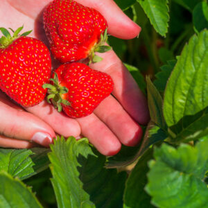 Bio Erdbeeren -  500g Tasse