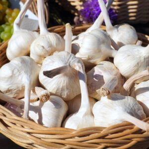 Bio Knoblauch