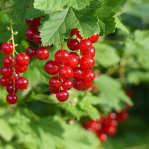 Bio Ribisel rot