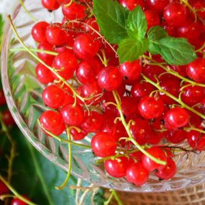 Bio Ribisel rot