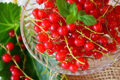 Bio Ribisel rot