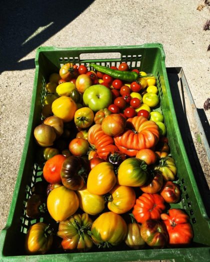 Bio Tomaten Mix