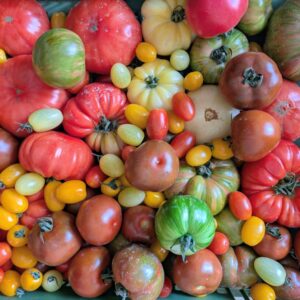 Bio Tomaten Mix