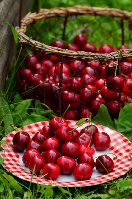 Bio Kirschen