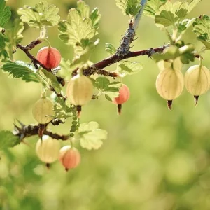 Bio Stachelbeeren rot & gelb