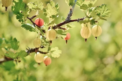 Bio Stachelbeeren rot & gelb