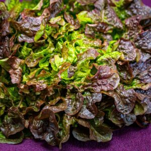 Bio Eichblattsalat rot