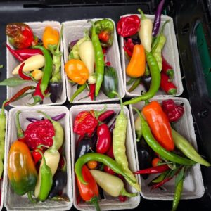 Bio Chili Mix