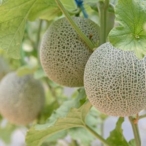 Melonen