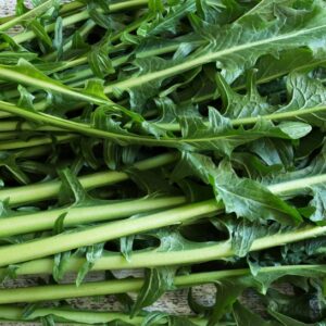 Bio Catalogna Zichoriensalat