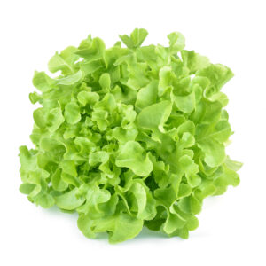 Bio Eichblattsalat grün