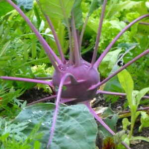 Bio Kohlrabi lila