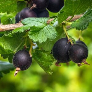 Bio Jostabeeren