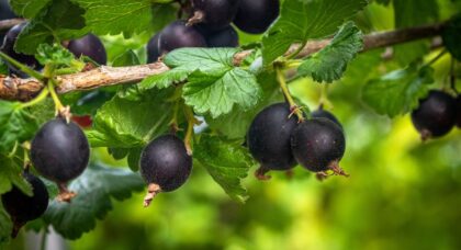 Bio Jostabeeren
