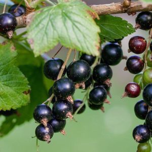 Bio Ribisel schwarz / Johannisbeeren