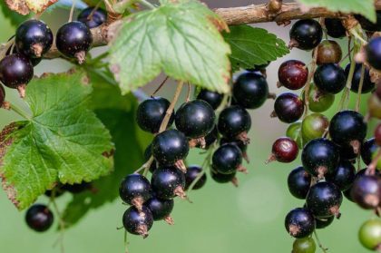 Bio Ribisel schwarz / Johannisbeeren