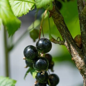 Bio Ribisel schwarz / Johannisbeeren