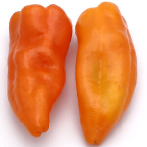 Bio Spitzpaprika rot/orange