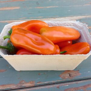 Bio Snackpaprika orange