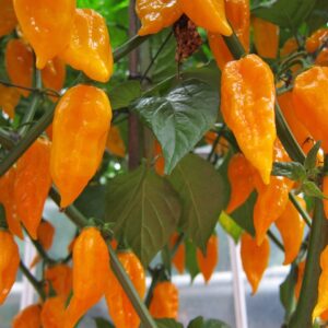 Bio Snackpaprika orange