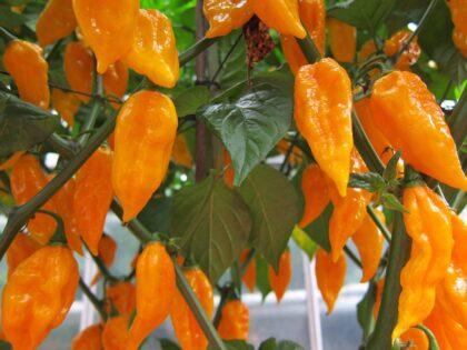 Bio Snackpaprika orange