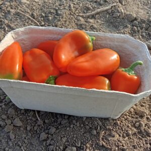 Bio Snackpaprika orange