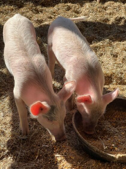 Bio Schweinefleisch Paket für 4./5. April