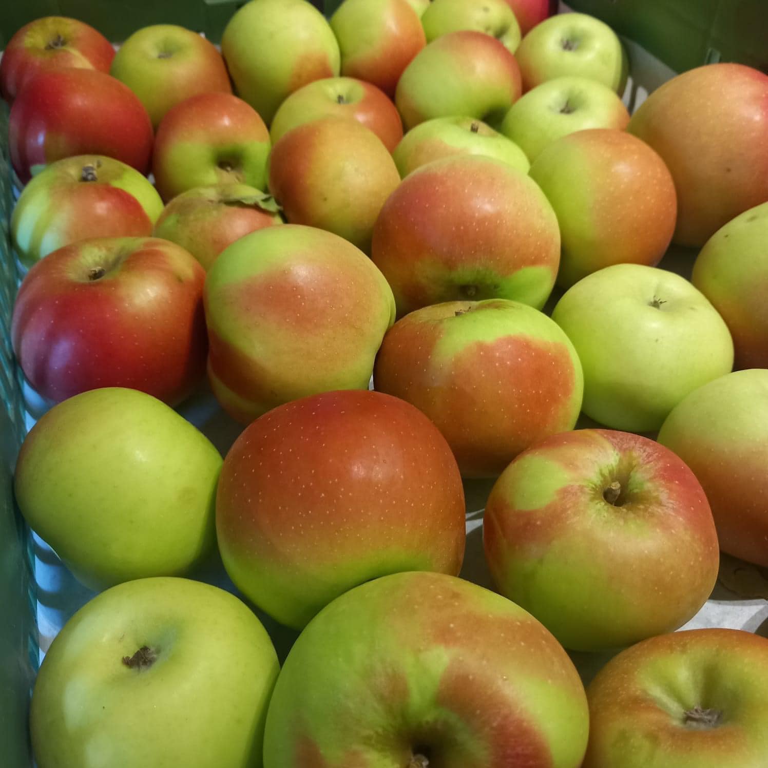 Bio Äpfel - Kronprinz Rudolf (süß-säuerlich)