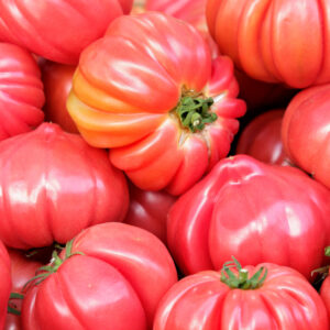 Bio Fleischtomaten