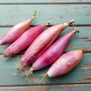 Bio Bananenschalotten rot