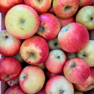 Bio Äpfel Rubinola (süß-säuerlich)