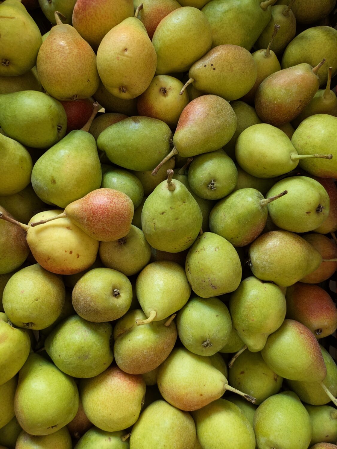Bio Birnen Gute Luise